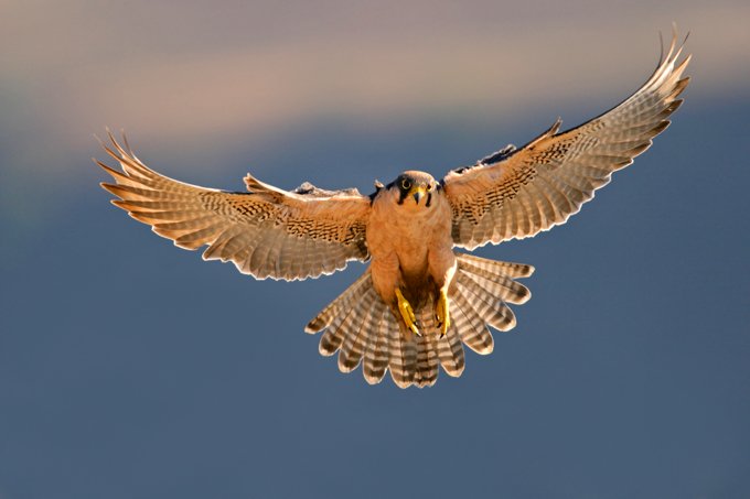 falcon animal totem meaning