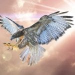 falcon tattoo ideas and falcon meaning