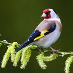 Symbolic Finch Meaning