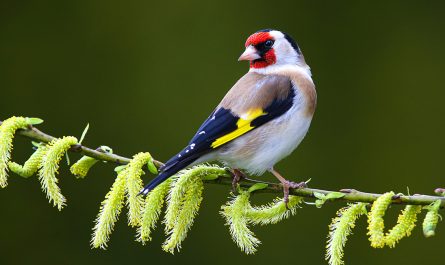 Symbolic Finch Meaning