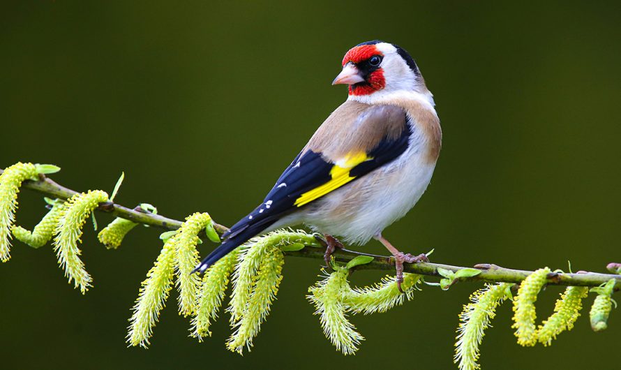 Bird Meaning Finch