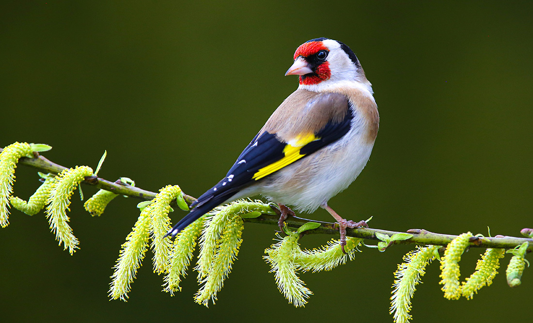 Symbolic Finch Meaning
