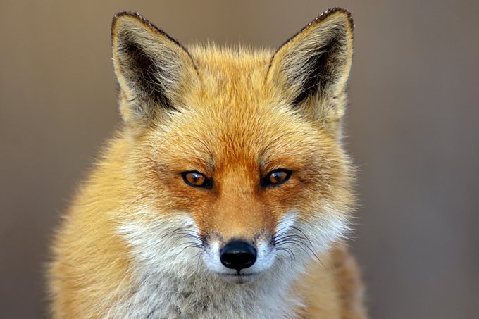 fox animal symbolism