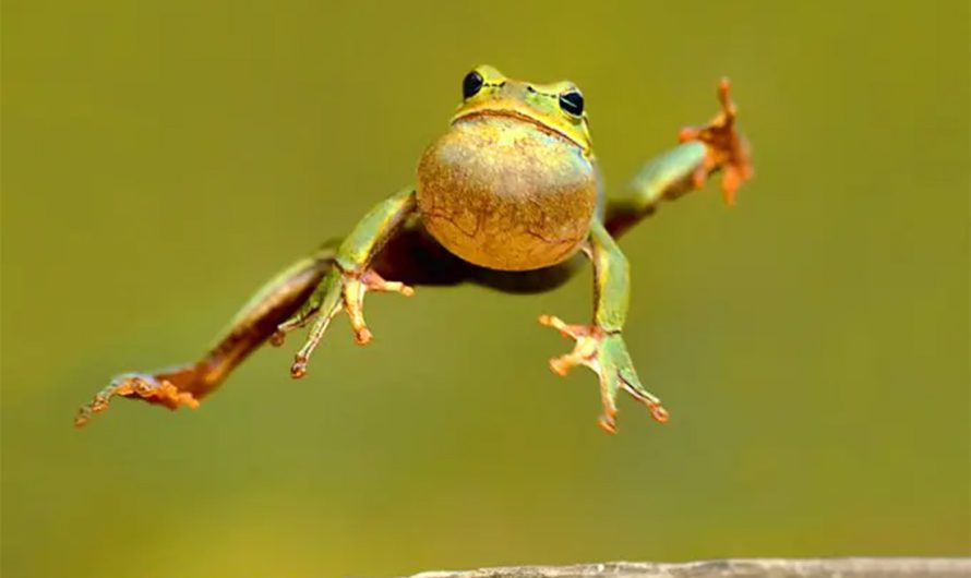 Animal Symbolism: Frog Meaning