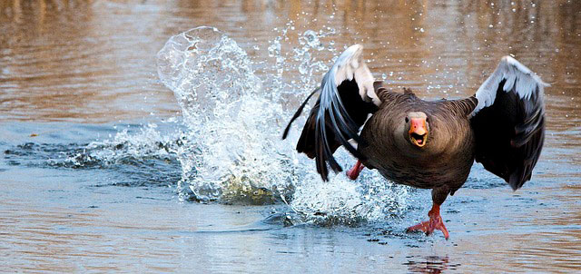 goose meaning animal symbolism