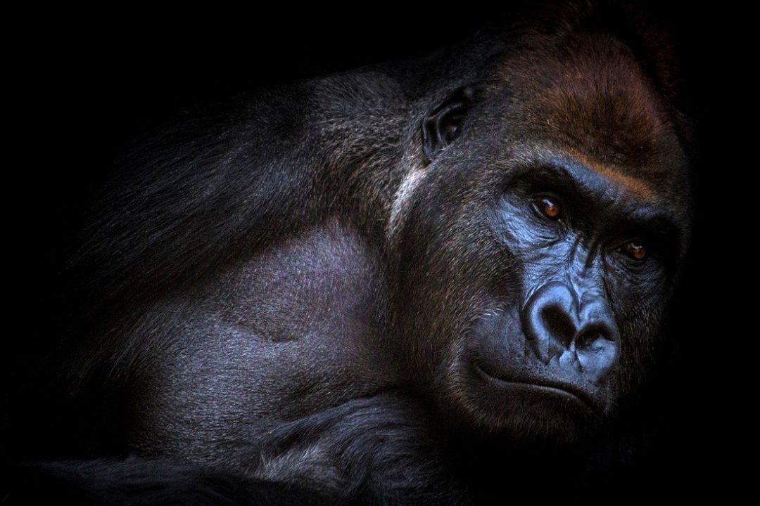 Animal Symbolism Gorilla Meaning on