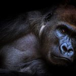 Gorilla meaning animal symbolism