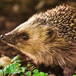 animal symbolism hedgehog meaning and totem meaning