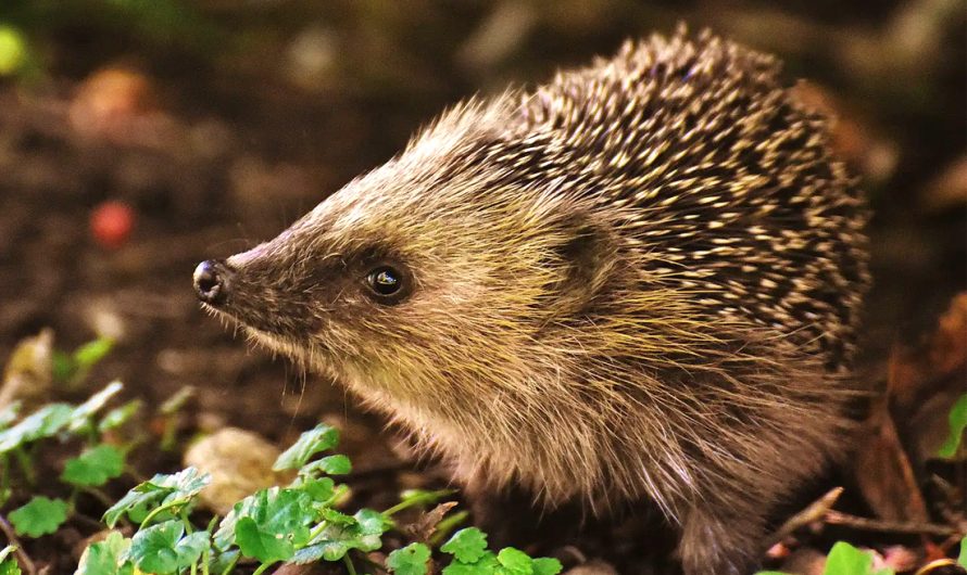 Animal Symbolism Hedgehog