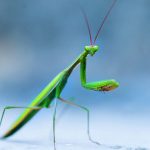 Praying Mantis Meaning and Messages