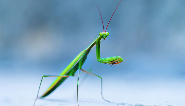 Animal Symbolism Mantis