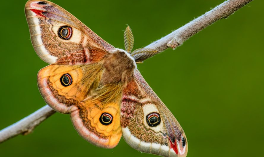 Animal Symbolism Moth
