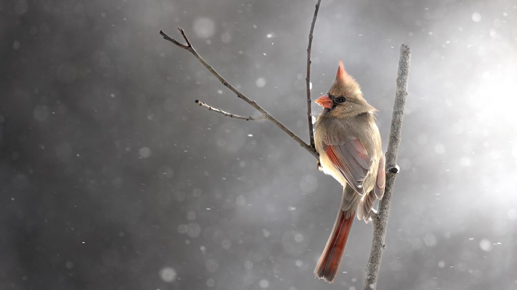 What it means when you see a cardinal and symbolic cardinal meaning. Image by Dave Crotty