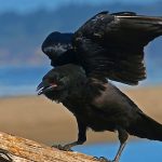 Spiritual Crow Meaning and Crow Symbolism