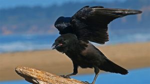 Spiritual Crow Meaning and Crow Symbolism