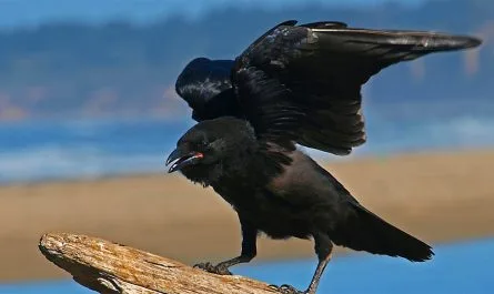 Spiritual Crow Meaning and Crow Symbolism