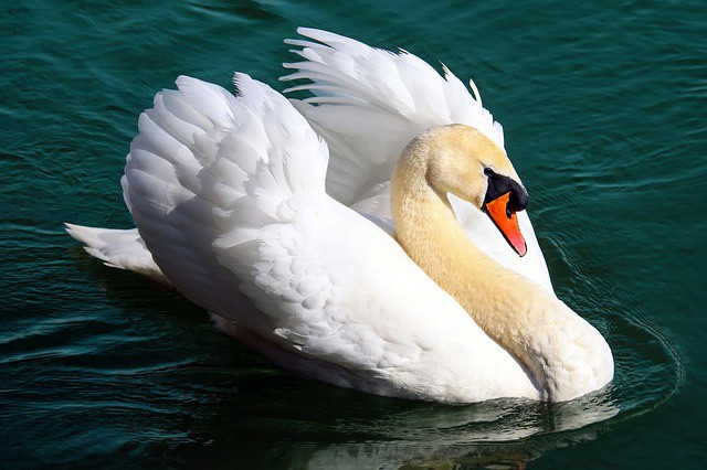 symbolic swan meaning