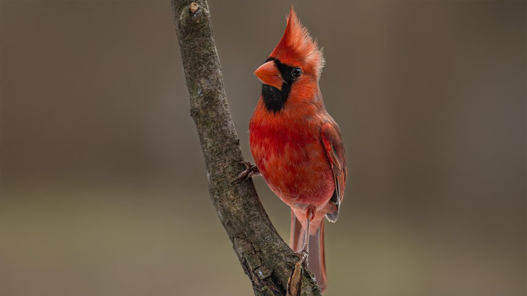Cardinal Meaning. Image by Dave Crotty