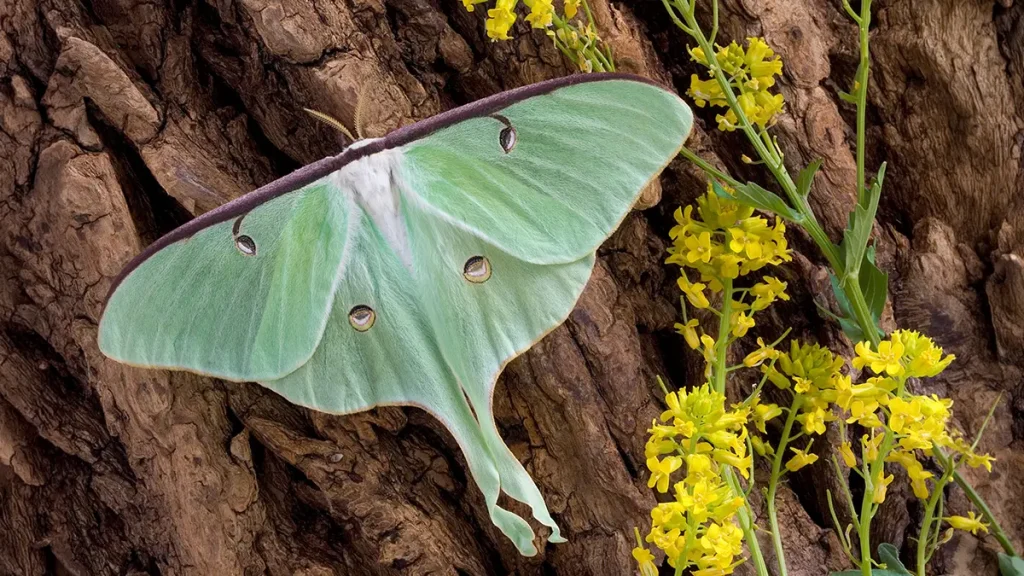 Spiritual and Symbolic Moth Meaning