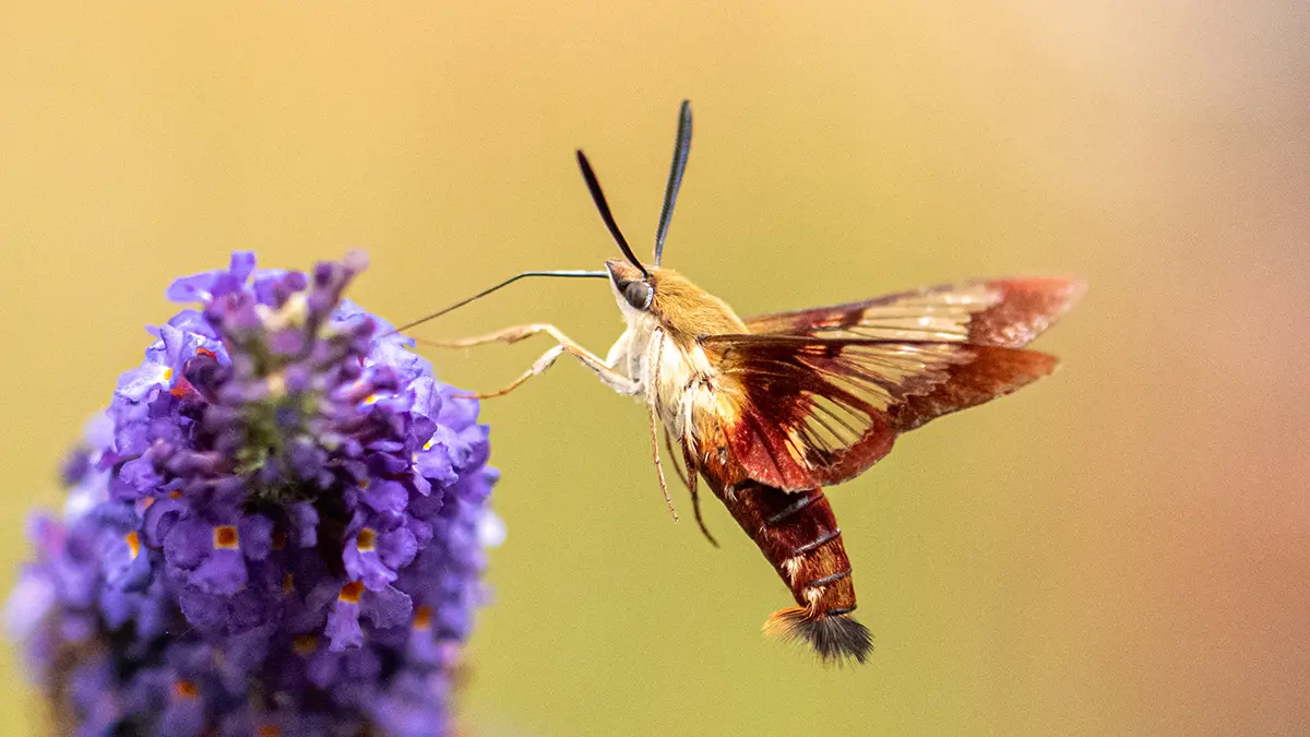 Spiritual and Symbolic Moth Meaning