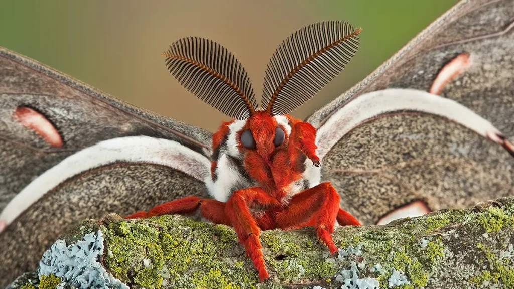 Spiritual and Symbolic Moth Meaning