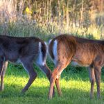 Symbolic and Spiritual Meaning of Deer