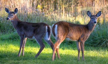 Symbolic and Spiritual Meaning of Deer