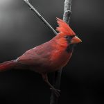 Spiritual Meaning of Cardinal Bird. Image by Dave Crotty