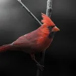 Spiritual Meaning of Cardinal Bird. Image by Dave Crotty