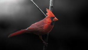 Spiritual Meaning of Cardinal Bird. Image by Dave Crotty