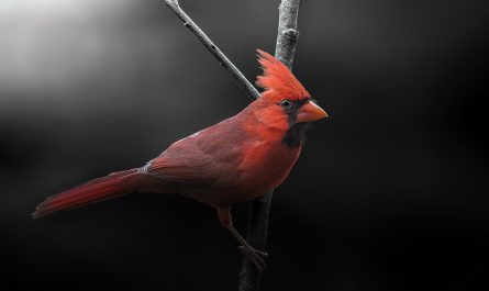 Spiritual Meaning of Cardinal Bird. Image by Dave Crotty