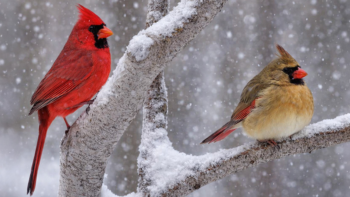 When the Cardinal Appears: Spiritual Cardinal Meaning