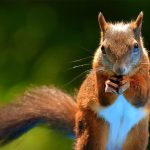 animal symbolism squirrel meaning