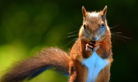 animal symbolism squirrel meaning