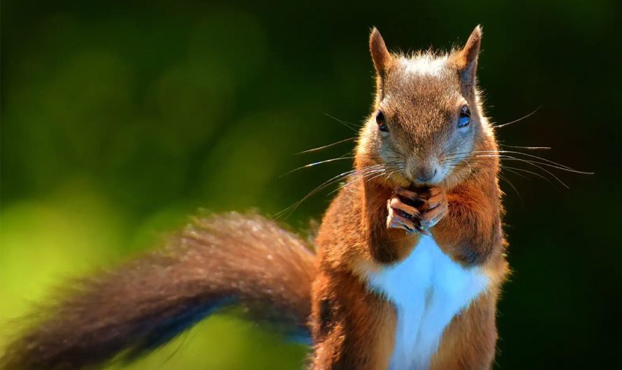 Animal Symbolism Squirrel