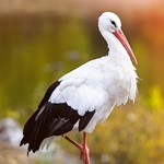 symbolic meaning of the stork