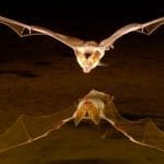 Law of attraction and bat meanings