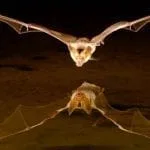 Law of attraction and bat meanings