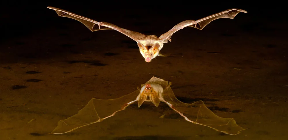 Law of attraction and bat meanings