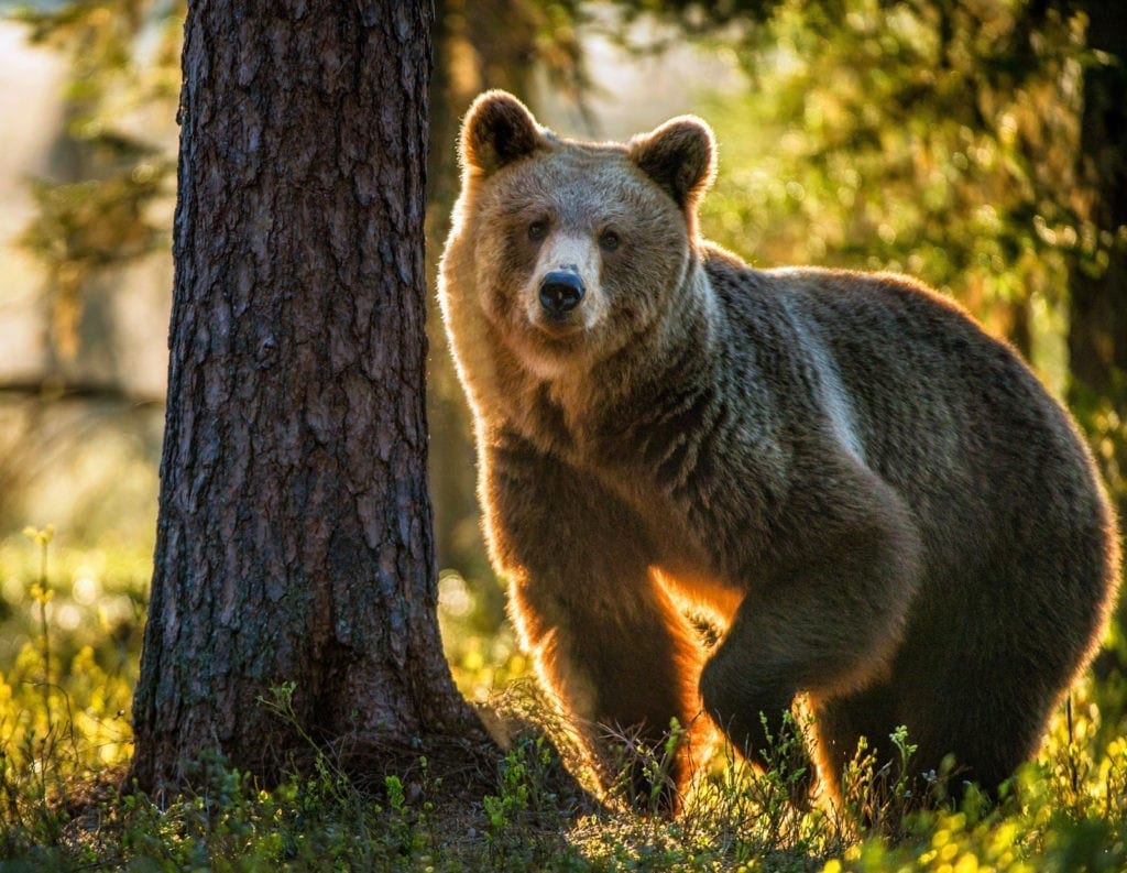 symbolic bear meaning