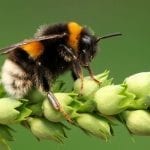symbolic bee meaning