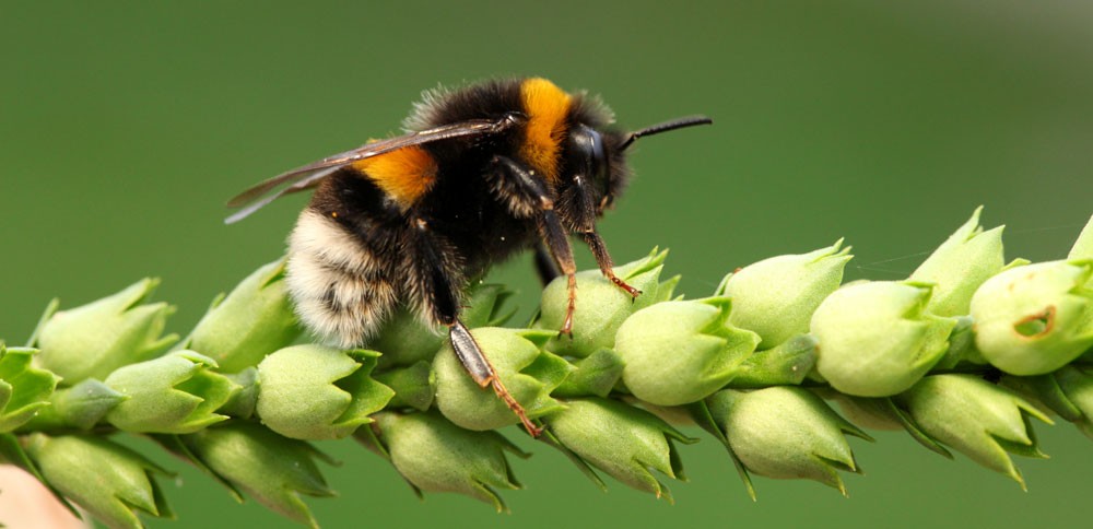 symbolic bee meaning