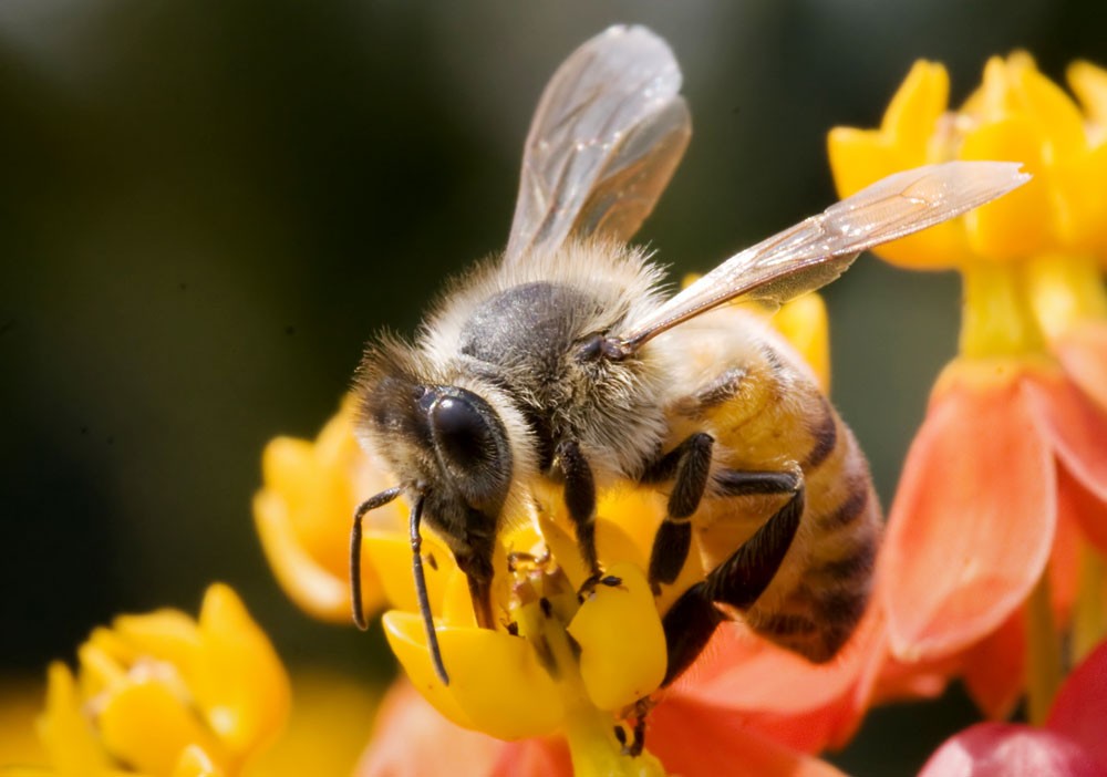 symbolic bee meaning