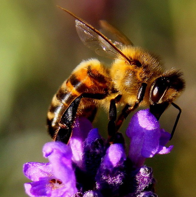 menaing of bees in dreams