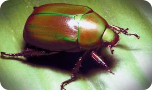 beetle meaning
