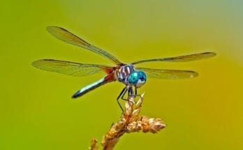 insect meanings