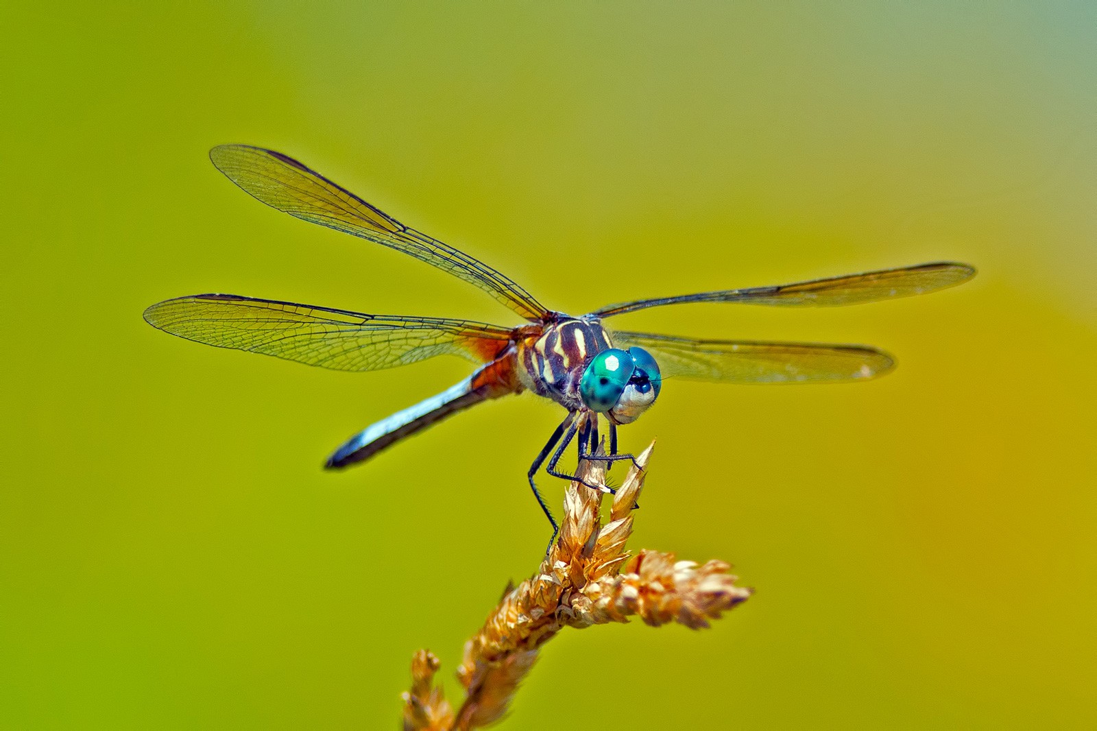 Animal Symbolism Dragonfly