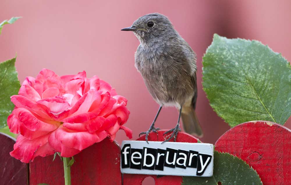 February meaning and symbolism