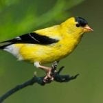 symbolic finch meaning