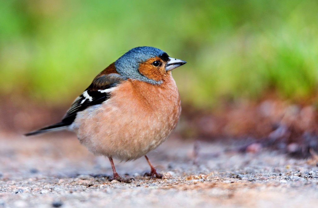 symbolic finch meanings